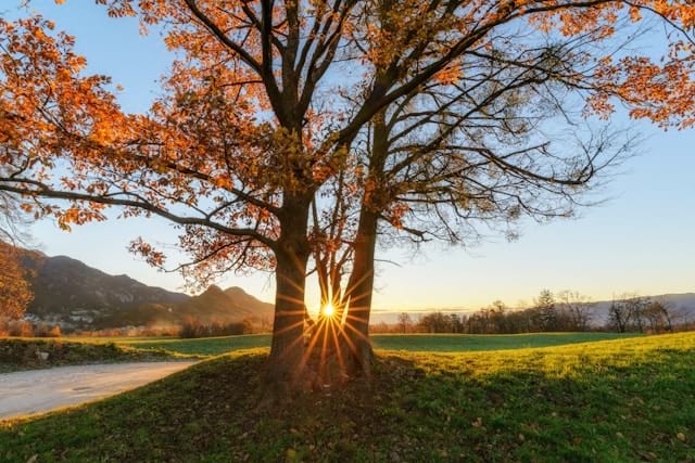 An image ofbeautiful tree with sunlight coming through the branches